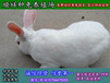鹰潭杂交野兔兔苗多少钱