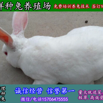 湖南湘潭散养野兔价格养殖场