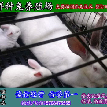 四川广安杂交野兔子大规模养兔场