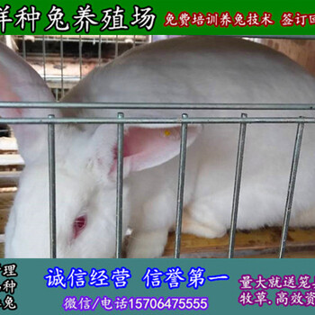 安庆杂交野兔养殖大型养殖场
