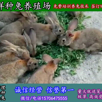山东济宁野兔子价格多少钱