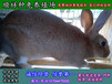银川野兔养殖养兔