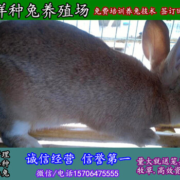 云南玉溪杂交野兔一只种兔价格