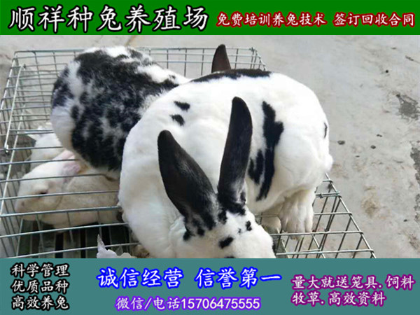 云南昆明散养野兔一只种兔价格