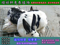 白银杂交野兔子附近有没有卖的图片3