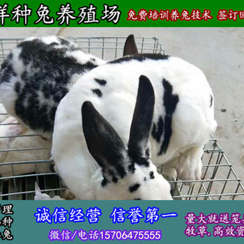 黑龙江鸡西种兔子市场价格