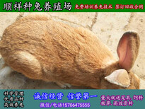 鹰潭养兔子技术肉兔养殖图片4