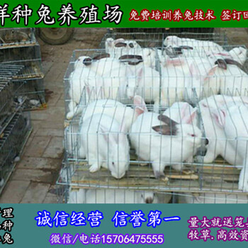 忻州纯种野兔养殖基地