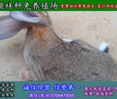 长春散养兔价格专业养殖场图片