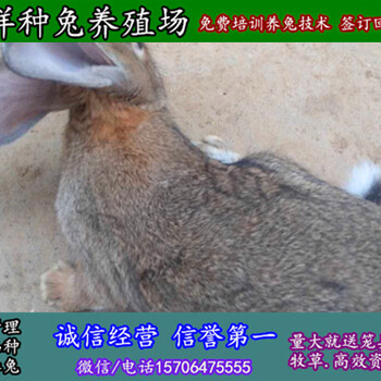 山西晋中野兔养殖兔苗多少钱