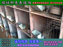 贵州贵阳养殖野兔子全国包送货图片0