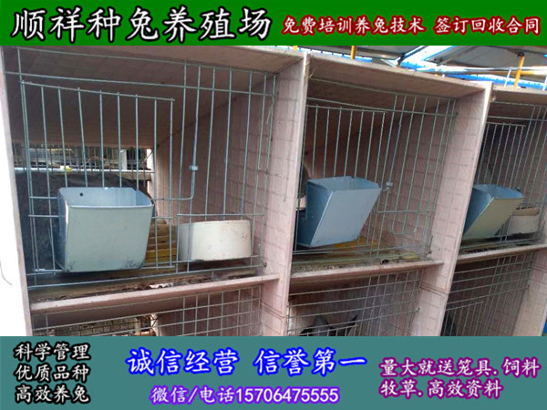 云南迪庆杂交野兔养殖附近有没有卖的