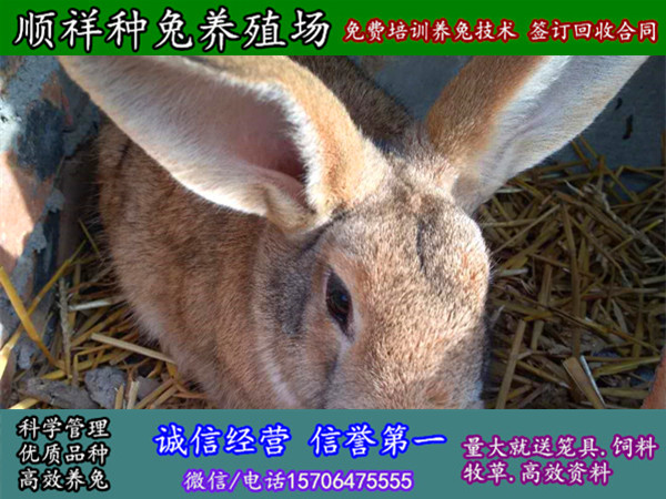 宁夏固原野兔种兔价格多少钱