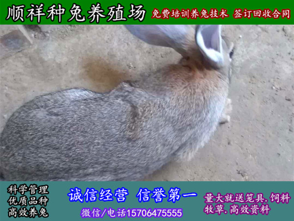 福建宁德杂交野兔子大规模养兔场