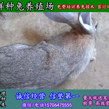 辽宁铁岭野兔种兔兔苗多少钱