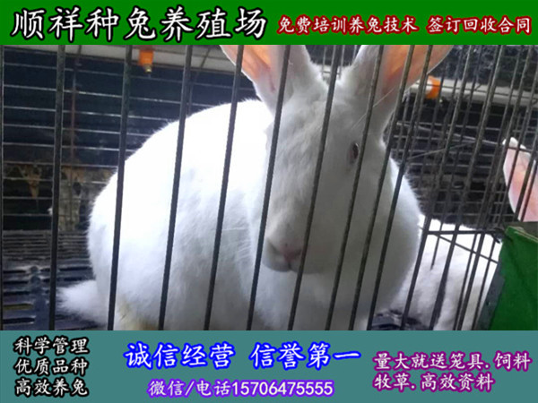 青海黄南野兔大型养殖场