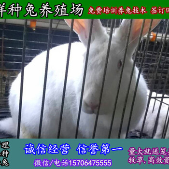 青海玉树野兔子多少钱一只