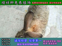鹰潭养兔子技术肉兔养殖图片5