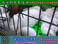鹰潭养兔子技术肉兔养殖图片0