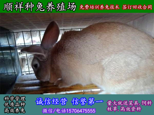 云南昭通散养野兔一只种兔价格
