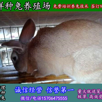 渭南野兔种兔多少钱一只