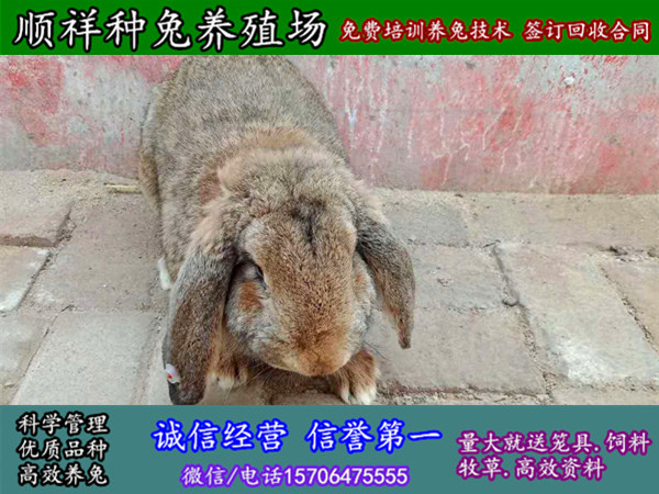 黑龙江伊春野兔种兔大规模养兔场