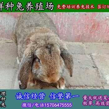 内蒙古自治乌兰察布农村散养兔子厂家哪家好