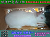 湘潭杂交野兔养殖一只种兔价格