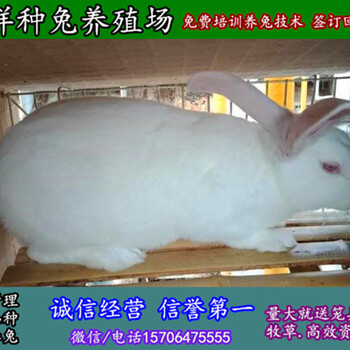榆林杂交野兔兔苗免费培训技术