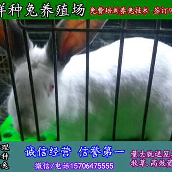 贵州杂交野兔养殖价格多少钱