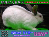 日照市杂交野兔种兔价格图片5