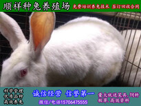 日照市杂交野兔种兔价格图片4