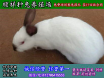 长沙市野兔种兔养殖场图片4