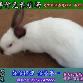 安徽黄山杂交野兔附近有没有卖的