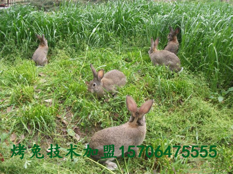 四川南充特种烤兔项目学技术