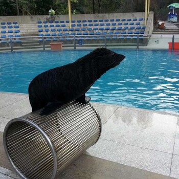哪里有動物表演出租