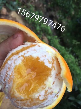赣南脐橙多少钱一斤赣南脐橙批发市场赣南脐橙一件代发