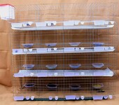 鸽子笼现货厂家供应优质镀锌加粗加密四层16位肉鸽养殖笼，观赏鸽笼及配件。