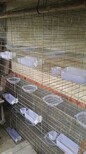 厂家12位1.5鸽笼镀锌鸽笼新式养殖滚蛋鸽笼配件大全图片5