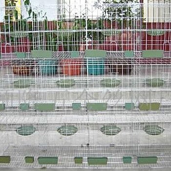 哪里有卖鸽子笼的鸽笼是镀锌防锈肉鸽笼好安装吗12位鸽笼多重。