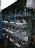 隔离笼立式镀锌鸽笼新式鸽子设备鸽舍养殖笼。图片1