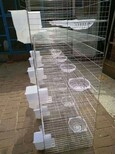隔离笼立式镀锌鸽笼新式鸽子设备鸽舍养殖笼。图片0