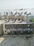 隔离笼立式镀锌鸽笼新式鸽子设备鸽舍养殖笼。图片4