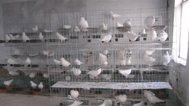 厂家12位1.5鸽笼镀锌鸽笼新式养殖滚蛋鸽笼配件大全图片2