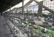 直销加粗6位鸽子窝阳台鸽笼养殖配对笼鸽子运输笼。