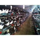 厂家12位1.5鸽笼镀锌鸽笼新式养殖滚蛋鸽笼配件大全图片0