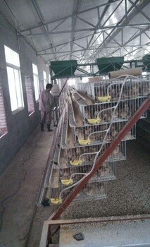 厂家立体1.3鹌鹑笼生产养殖设备多层铁笼定制批发。
