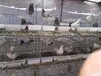 鸽笼视频鸽笼组装视频鸽子笼什么材料优质镀锌加粗加密鸽笼。