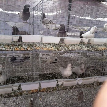鸽笼视频鸽笼组装视频鸽子笼什么材料镀锌加粗加密鸽笼。