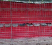 供应优质鸽笼镀锌鸽笼立式肉鸽养殖笼三层12位全套鸽笼配件